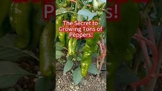 The Secret To Growing Tons Of Peppers