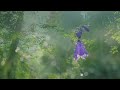 Beautiful Relaxing Music - Calm Piano Music & Guitar Music with Birds Singing