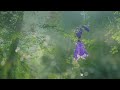 Beautiful Relaxing Music - Calm Piano Music & Guitar Music with Birds Singing