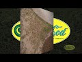 Super-Sod's 5 Step DIY Sod Installation Video