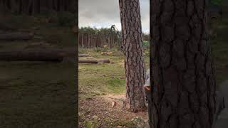 How To Throw A Tree Skillfully #Harvester #Automobile #Viral #Wood #Tree #Trending #Live #Johndeere