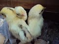 Anak Ayam images Anak Ayam