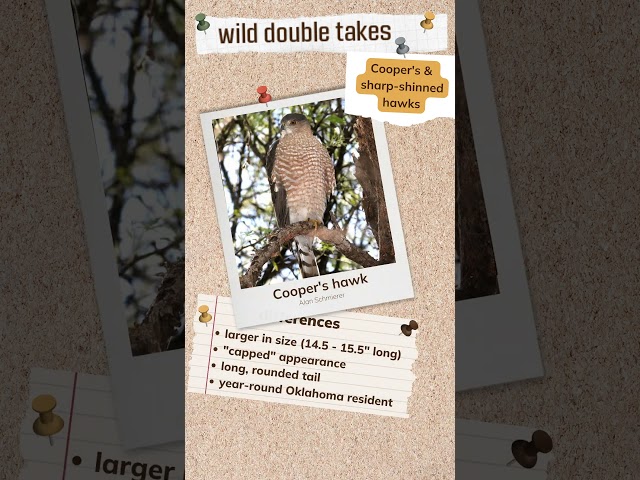 Watch Wild Double Take: Cooper’s and Sharp-shinned Hawks on YouTube.