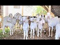 Sangamneri Goat Farming