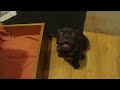 Frog Frenchie Fun French Bulldog Puppy Argues Bedtime