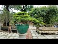SH.1775.Xem là phê ngay Cặp Sanh trực hoành vườn Minh Dưỡng