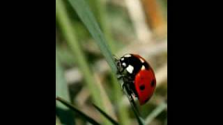 SAIT Close-up Nature Photography