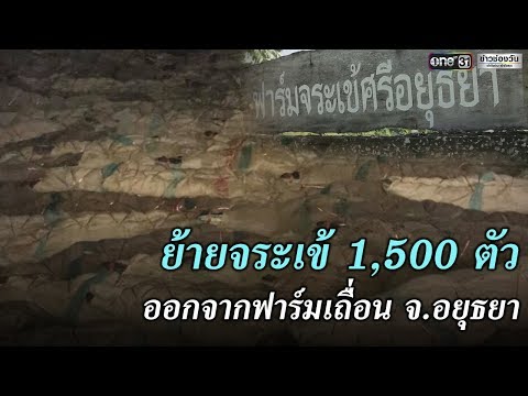 ย้ายจระเข้ 1,500 ตัวออกจากฟาร์มเถื่อน | ข่าวช่องวัน | one31