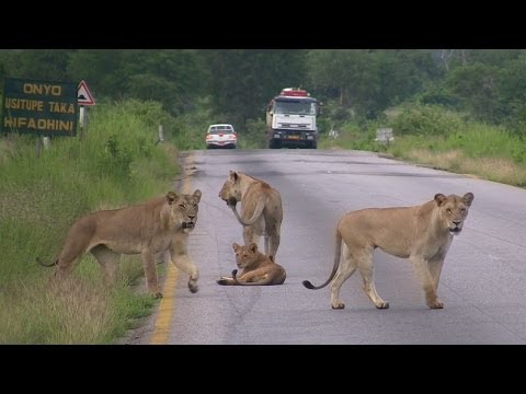 Pride of Lions Crossing the road - Mikumi National Park, Tanzania