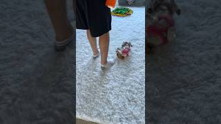 Roly Poly Dog
