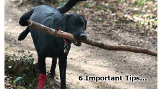 Train Your Dog - 6 Important Dog Training Tips For Obedience Training