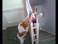 How to annoy a Jack Russell dog