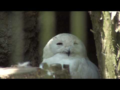 ズーラシアのシロフクロウ（Snowy Owl）
