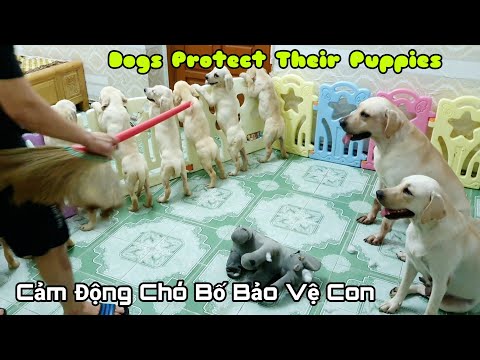 Cách làm củ cải kim chi