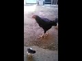 Ayam Induk Birma Beserta 6 Anak Anaknya images Ayam Induk Birma Beserta 6 Anak Anaknya