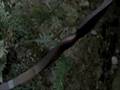 Rambo 5: The Beginning Trailer.