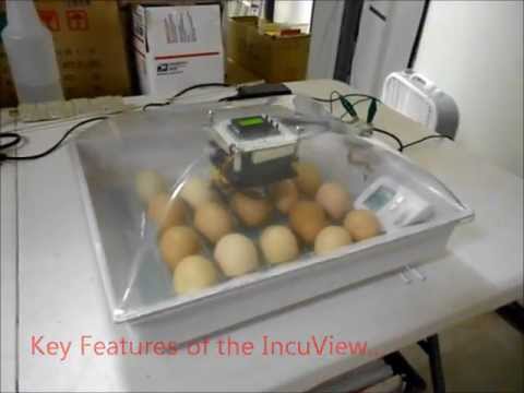 Homemade Egg Incubator Plans