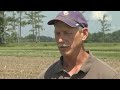 La. cotton acreage expected to be at record low in 2013