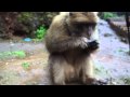 Barbary+Apes+At+The+Ouzoud+Waterfall+In+Morocco