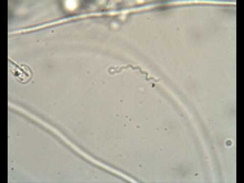 Header of Spirochaeta