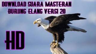 Download Suara Masteran Burung Elang Versi 20 Full HD