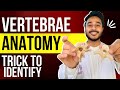 vertebrae anatomy | identification of vertebrae anatomy | how to differentiate vertebrae of anatomy