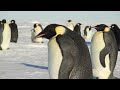 Emperor Penguins