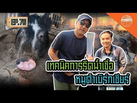 เทคนิครีดน้ำเชื้อหมูดำเบิร์กเชียร์ - สิรินทร์ฟาร์ม EP.76