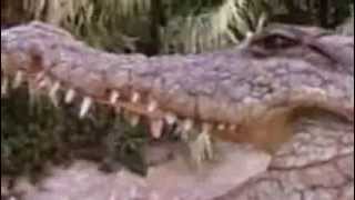 Skating With Crocs Wildboyz In Kenya
