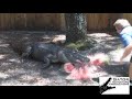 alligator
