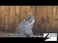 alligator