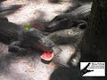alligator