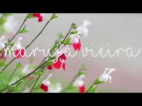 Maruja Vieira - Literatura Colombiana Actual (I)