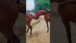 Arabian Horse Breeding Day Grace, Power & Legacy
