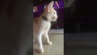 Kucing Lucu #Shorts #Short #Shortvideo #Kucing