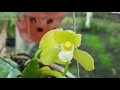 Nguồn gốc cây lan kiếm Xanh Huế || Hoa lan Thủy Nguyên