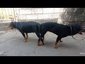 rottweiler dog mating process