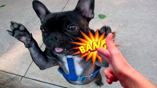 Funny Animals Playing Dead - Funny Animals Compilation - Funny Animals 2016