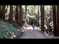 Henry Cowell Redwoods State Park in Santa Cruz Mountains