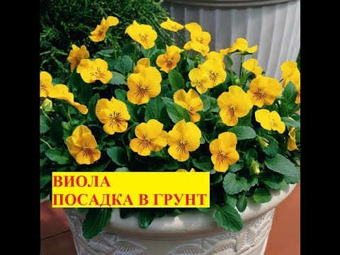 Когда сажают виолу в грунт 626