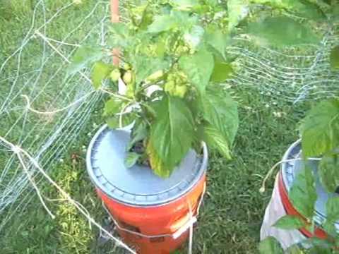 how to construct extraordinarily easy hydroponics device