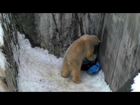 Polar Bear 20100124 キロルのタイヤ＆ポリタン遊び（円山動物園）