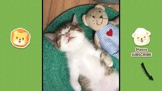 Funny Videos | Funny & Cute Cats and Dogs, Funny Pet Animals Video #29