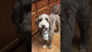 Funny Dog Video