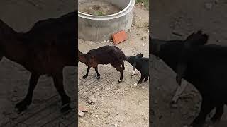 Porco Namorando Uma Cabra