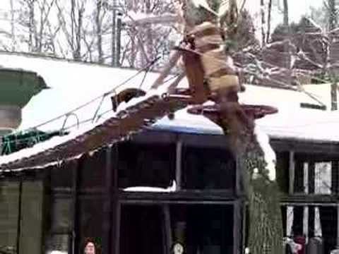 冬の旭山動物園 - レッサーパンダ３