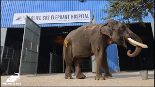 India's 1st Elephant Hospital!