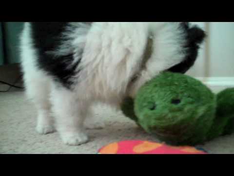 Pomeranian Puppy Fighting A Pomeranian Puppy Black. Pomeranian Puppy Fighting A