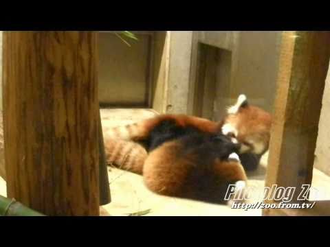 Red Panda 2010 活発な赤ちゃん@埼玉Zoo