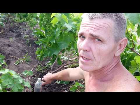 Уход за корнями винограда Уход за корнями винограда